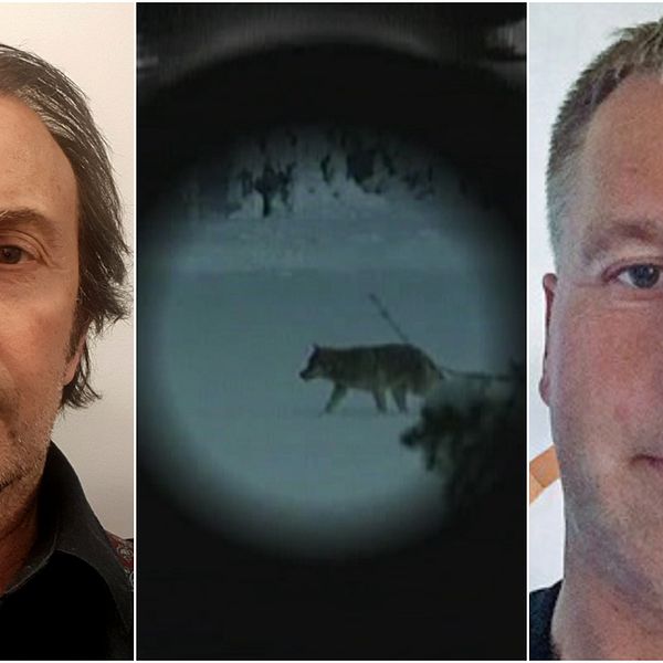 tredelad bild. porträtt på två män som ser rakt in i kameran. Emellan en bild på en varg genom en gevärskikare.
