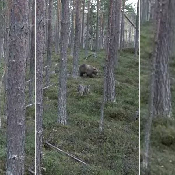 En delad bild som visar en brun björn som rör sig genom en skog med granar och tät undervegetation.