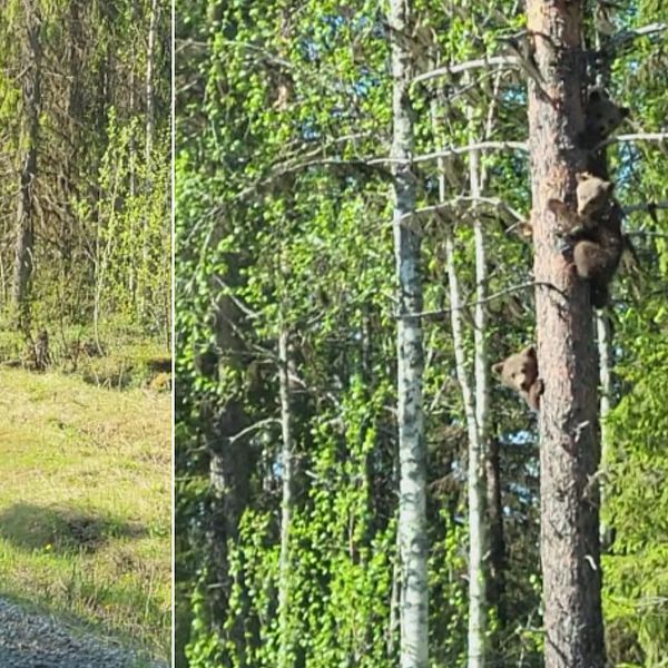 Till vänster syns tre björnungar i ett träd. Till höger går mamma björn in i skogen.