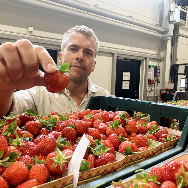 Brist på svenska jordgubbar till midsommar – driver upp priserna – Robin Harlén, platschef Trädgårdshallen