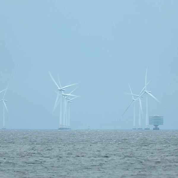 rader av vindsnurror ute på havet