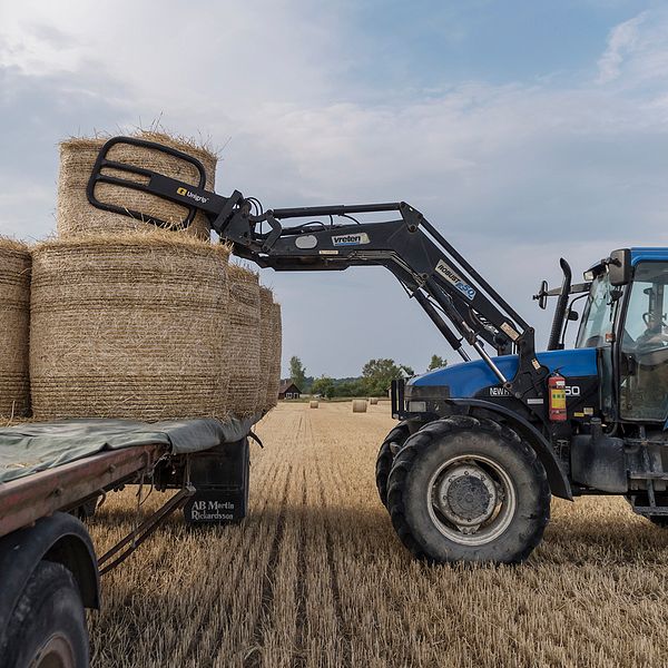 Traktor som lastar höbalar.