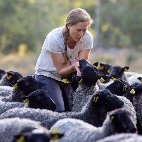 Kvinnlig fårbonde som står i flock med mörka får.
