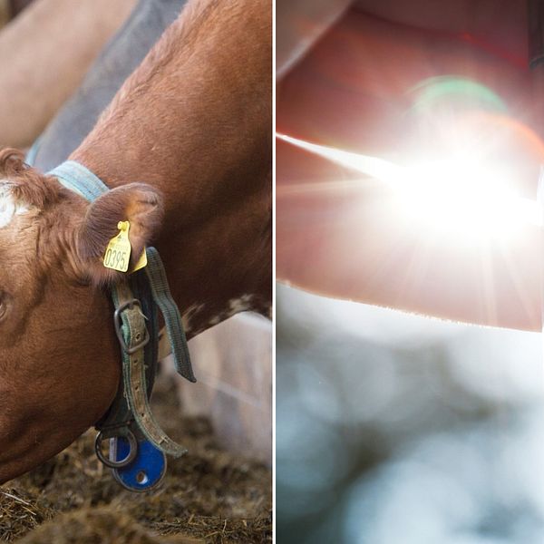 Två bilder i ett. Till vänster: närbild på ko. Till höger: en hand som håller en termometer. Mellan två av fingrarna kommer vitt solskensljus.