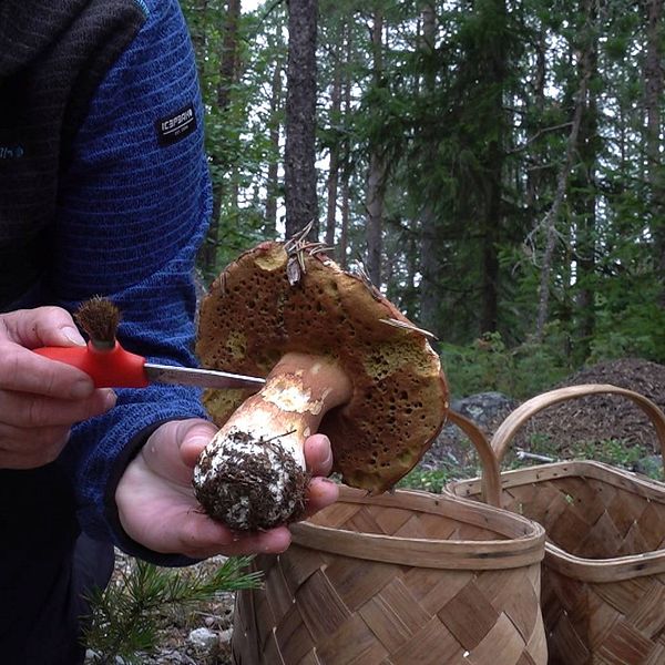 Person sitter på huk i skogen och håller i en större svamp (sopp). Pekar med en kniv mot foten. I bakgrunden två korgar.