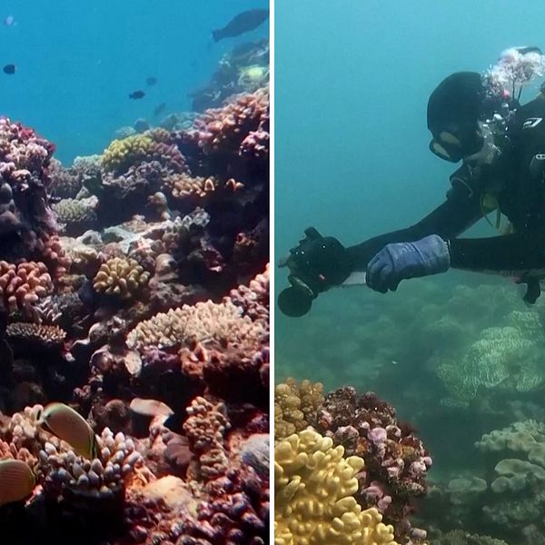 Stora barriärrevet visar högsta nivåerna av koralltäcke på 36 år.