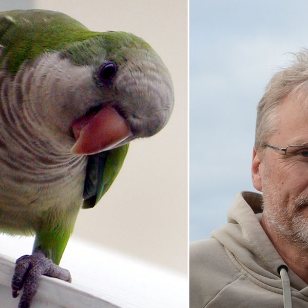 Professorn Åke Lindström menar att papegojan i Svedala är en munkparakit som med största sannolikhet inte är vild.