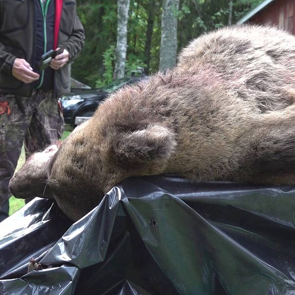 En död björn ligger på en bänk täckt med svar plast.