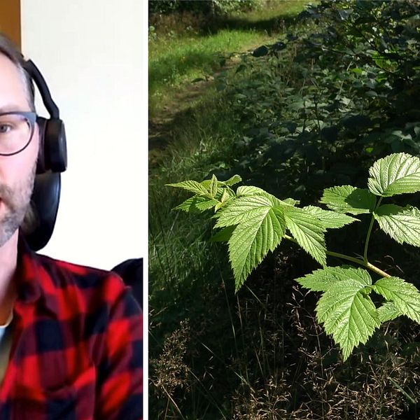 Anders Johannesson Skogsstyrelsens distriktschef för Halland och några gröna blad i skogen.