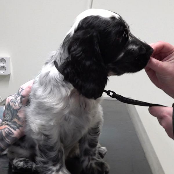 Hunden Fläckis, svart och vit, sitter på ett veterinärbord, med nosen mot höger. En hand till höger, syns i bild, nära munnen på Fläckis, som får godis. Till vänster syns veterinärens händer som klappar Fläckis rygg. Armarna och händerna är fulla av tatueringar.