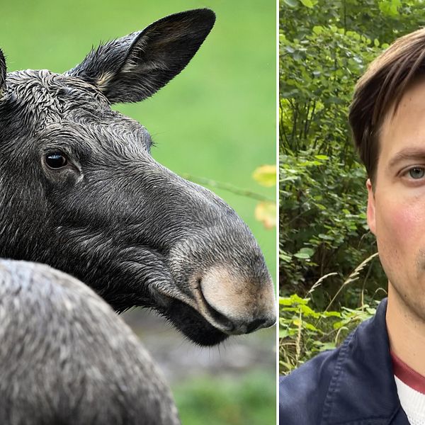 Idag börjar älgjakten så blir vädret i Dalarna SVT Nyheter