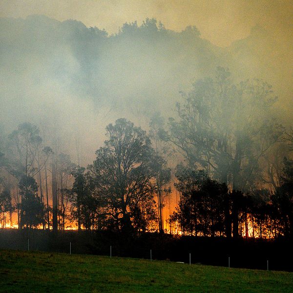 En skogsbrand i Bodalla, New South Wales i Australien. 3 000 hem förstördes.