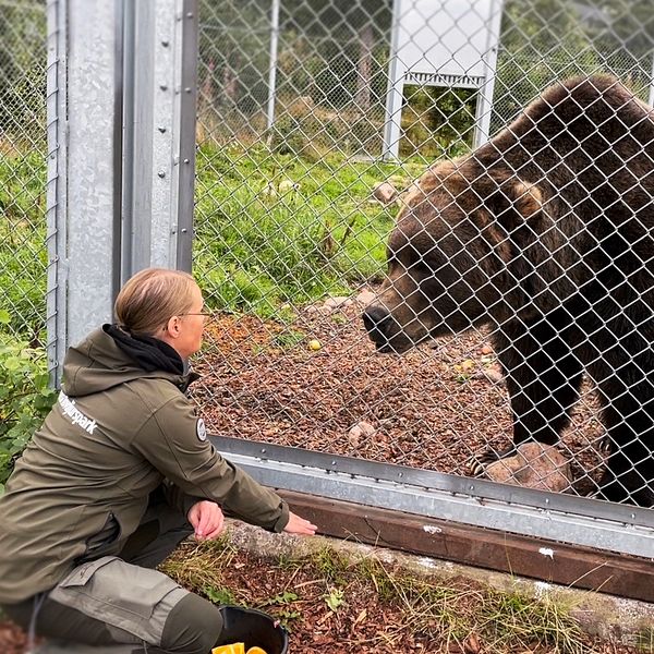 En kvinna, parkchefen, sitter på knä framför hägnet och gör gest åt en brun kodiakbjörn att lägga sig ner bakom staketet.