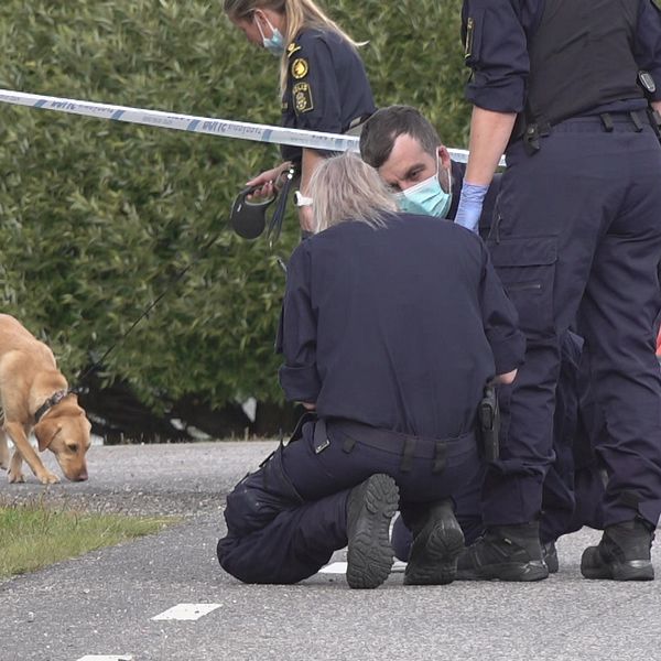 Polisen genomsöker brottsplatsen och området runt i kring med hund.