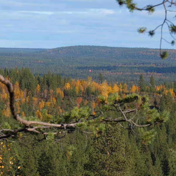 Gruvbolaget Talga hade satt ut ballonger för att markera gruvområdet. Bolaget prospekterar och har planer även i området utanför.