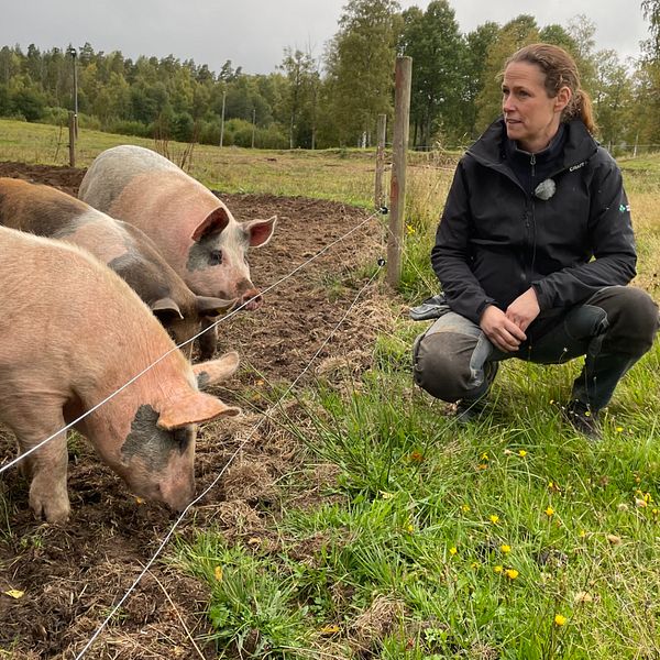 Karin Nalbin som är ordförande för LRF i Jönköpings län tror att de höga elpriserna i vinter kommer slå hårt mot lantbrukarna.  Hör henne berätta om deras oro.