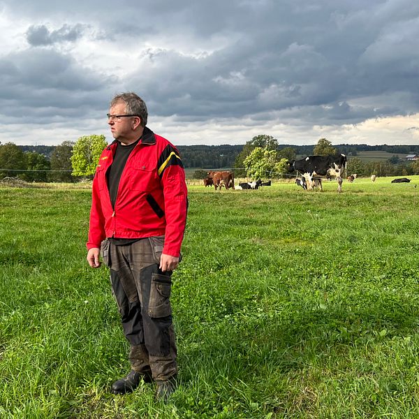 En lantbrukare står ute på en äng med kor i bakgrunden.