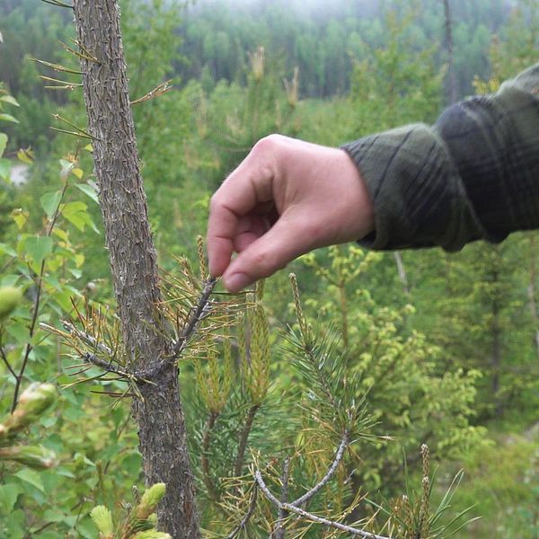 en hand och arm i skogen