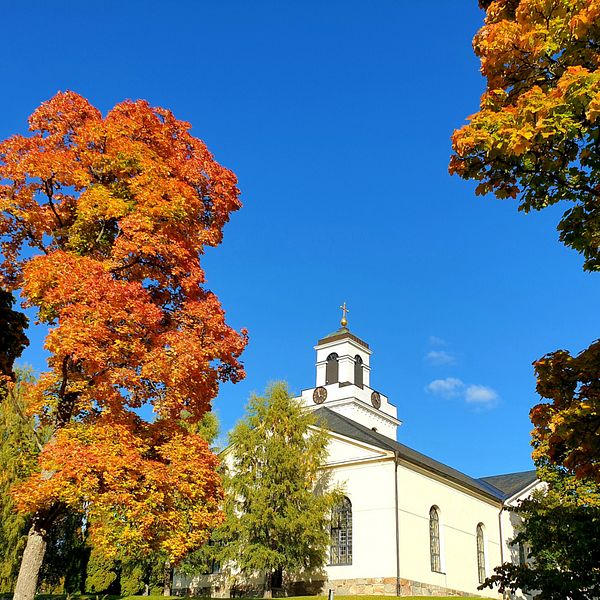 färgspraknde träd under hösten under en solig dag. Träden är på höger och vänster sida i bild och i mitten syns Bjursås kyrka – i bakgrunden en klarblå himmel