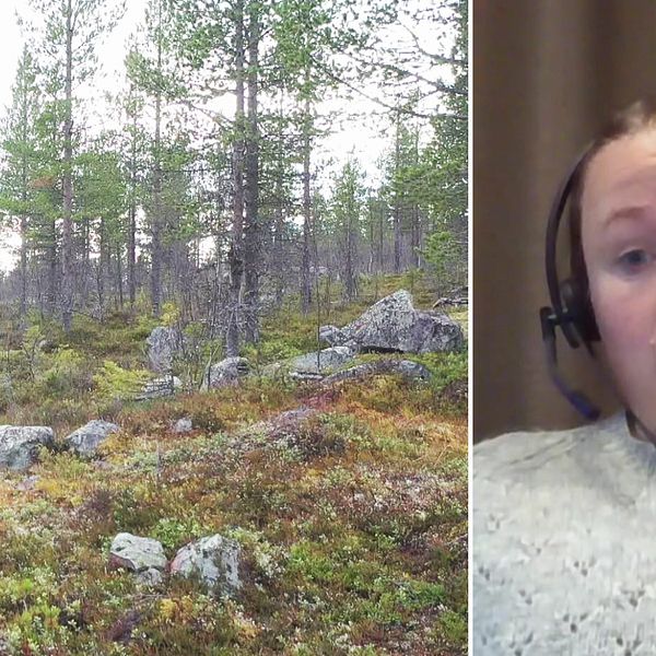 en tallmo med stenar och träd, samt bild ur videoklipp på ung kvinna med headset som pratar