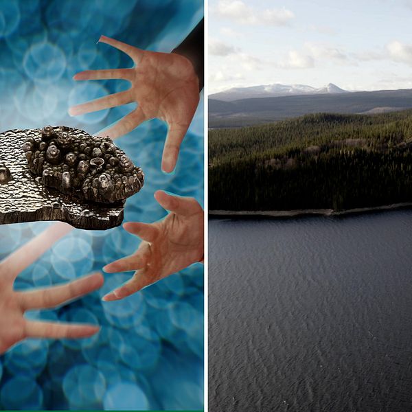 Två bilder. Till vänster: Ett montage på händer som sträcker sig mot en bit kobolt som symboliserar efterfrågan på metallen som finns i Rönnbäcken i Vilhelmina. Till höger: Drönarbild över Rönnbäcken i Vilhelmina.