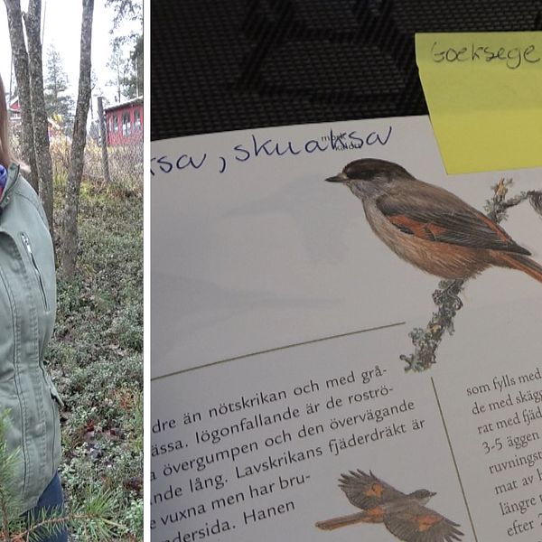 Aana Söfe Bull Kuhmunen berättar om fågelnamn hon hört i Västerbotten.