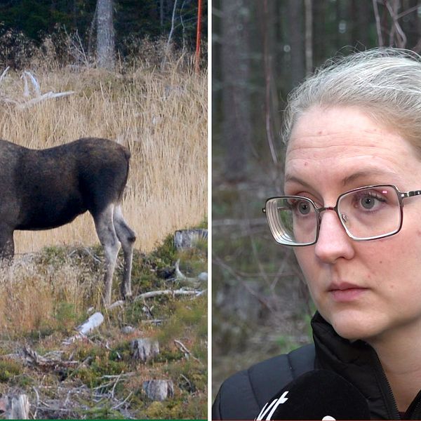 Till vänster: En älgkalv i skogsbrynet vid riksväg 70 i norra Dalarna. Till höger: Jaktvårdskonsulent Anna Olofsson vid Svenska Jägare förbundet som intervjuas i skogsmiljö om att färre älgar har observerats under jakten.