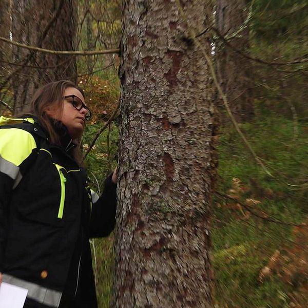 Monica Pettersson på Skogsstyrelsen i Örebro inspekterar en gran som är angripen av granbarkborre.