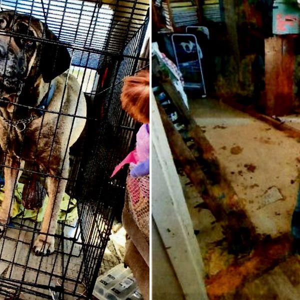 Delad bild där den till vänster visar en hund av rasen cane corso i en bur. Hunden har en stor tumör som hänger mellan frambenen. Till höger ett rum med mycket smutsigt golv.