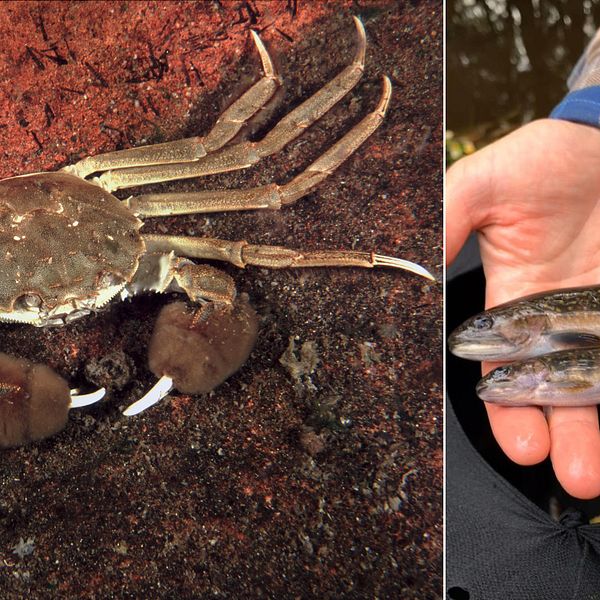 Delad bild. Den till vänster visar en krabba med ulliga framklor, den till höger två prickiga fiskar som vilar i någons händer.
