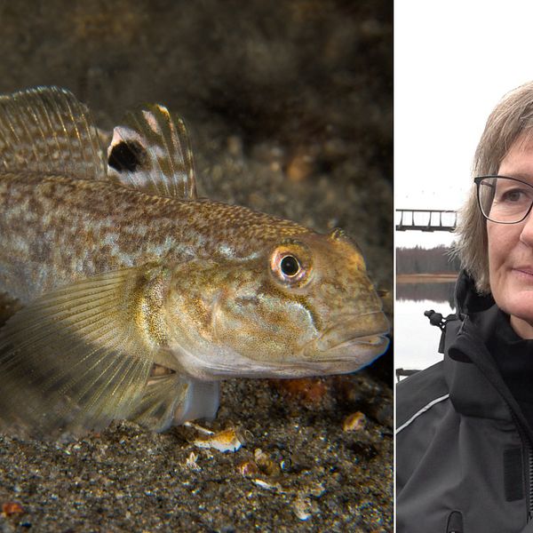 Delad bild. Till vänster en brunspräcklig fisk med en svart fläck på ryggfenan. Till höger ett porträtt på en kvinna i glasögon, bakom henne anas en hängbro.