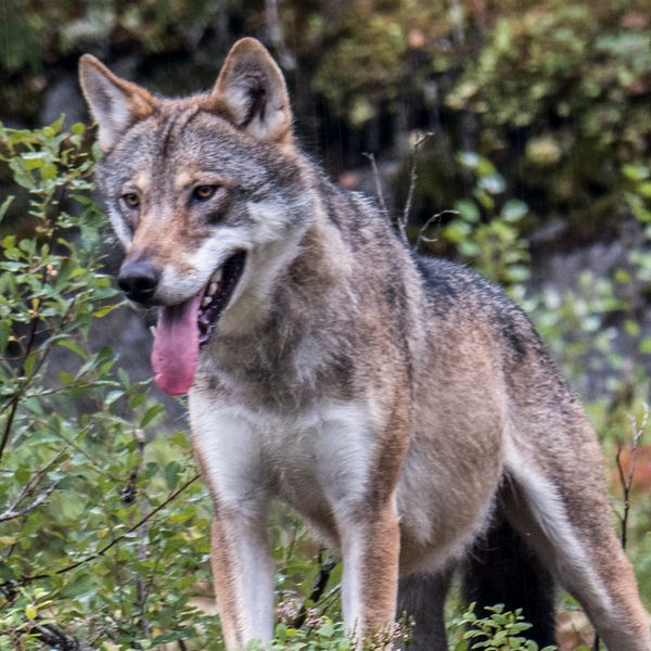 En varg av den här typen kan ha legat bakom angreppet på får i vargreviret på Linderösåsen natten till söndagen. Arkivbild.
