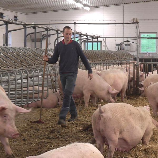 Bild på en man mitt bland flera grisar på en bondgård. Mannen heter Magnus Arvidsson och är ordförande för Grisföretagarna Halland. Han är en av alla grisföreningar som kritiserar krisstödet.
