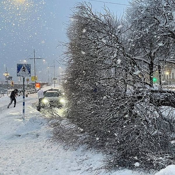 Träd som ligger över gatan i snöväder.