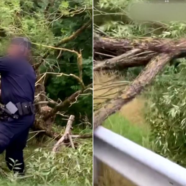 En polis som sågar ner ett träd