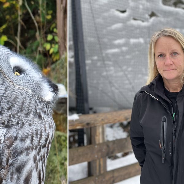 Lappuggla fotad på Skansen under hösten, till höger chef för djurvårdarenheten Linda Törngren utanför ugglornas inhägnad som förstörts av den tunga och blöta snön.