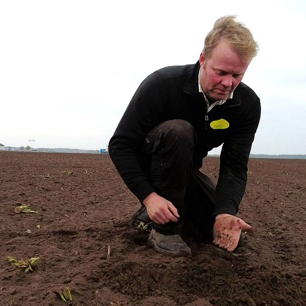 Växtodlare Erik Gunnarsson sitter på huk på en åker med jord i handen