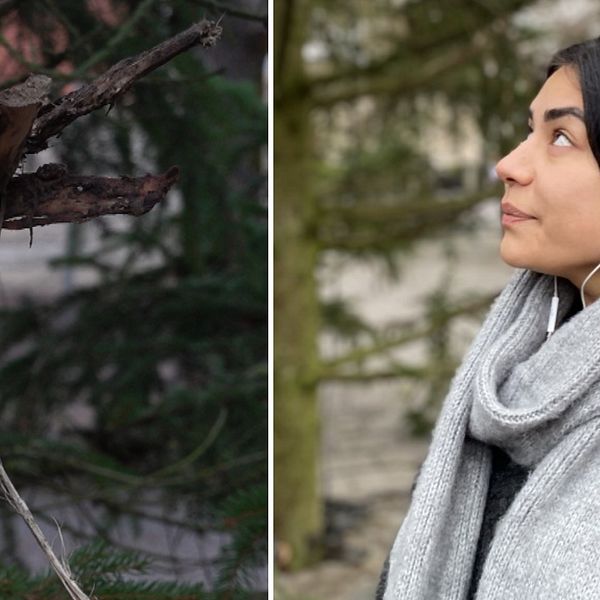 En delad bild som visar två olika scener. Den vänstra sidan visar en gren med torra, gråbruna kvistar mot en bakgrund av grönskande växtlighet. Den högra sidan visar en person som står utomhus, iklädd en grå scarf, med hörlurar.