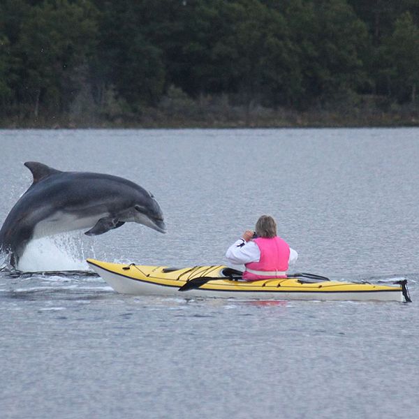 Delfiner simmar nära land utanför det lilla samhället Pataholm utanför Mönsterås.