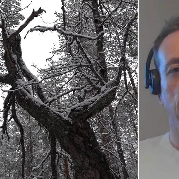 Till vänster: bild på snöigt träd i skogen. Till höger: Bild på Jimmy Nilsson, miljömålssamordnare på Länsstyrelsen i Jämtland, när han sitter med ett headset och kommenterar faktumet att länet inte verkar nå ett enda miljömål.