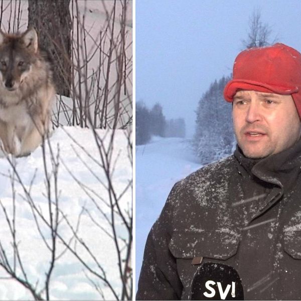 två bilder: varg som springer i snö, samt en man i vinterkläder som intervjuas längs snöig väg med skog
