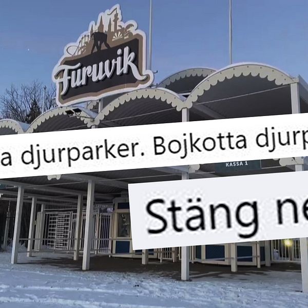 kollage med text om att stänga djurparker, ovanpå bild på entrén till Furuviksparken