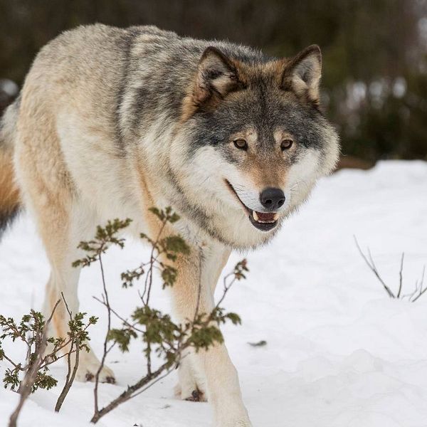Två vargar får fällas i skyddsjakt i Jämtland. På bilden ser man en varg i ett vinterlandskap.