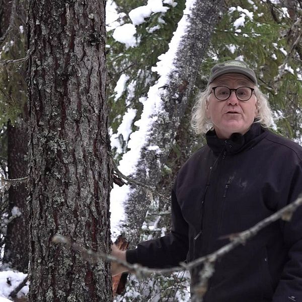 Bild på Bo Persson som står bredvid en kraftig gran i skogen han köpt utanför Strömsund.