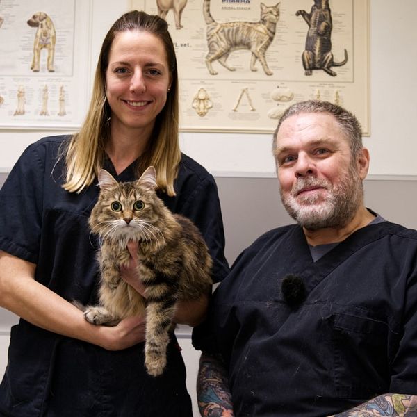 En spräcklig katt sitter i famnen på en kvinlig djursjukskötare. Brevdvid dem sitter en veterinär med blå kortärmad skjorta.
