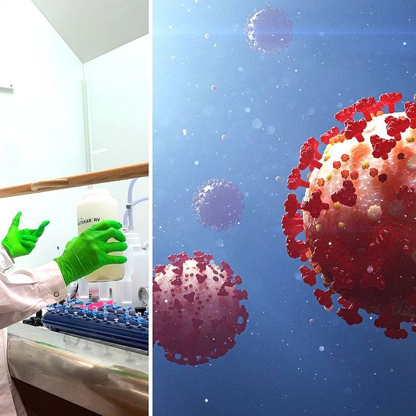 Anna Székely analyserar halten av coronavirus i avloppsvatten, bland annat från Östersund. Bilden är tvådelad. Till vänster ser man Anna Székel, forskare på SLU. Hon står vid ett dragskåp i ett labb och har vit rock på sig och gröna skyddshandskar. Till höger ser man en illustration av coronaviruset, en boll med röda utstickande saker på.