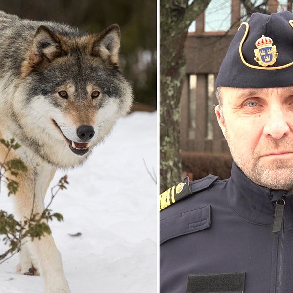 Till vänster: bild på varg, till höger poträttbild på polisen Peter Karlsson iklädd poliskläder och polismössa.