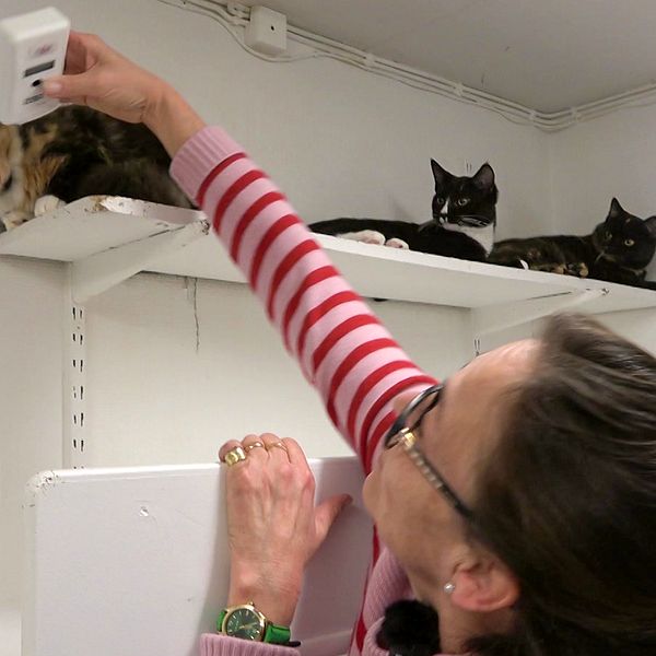 Bild på en katt och en kvinna. Kvinnan heter Catarina Niklasson Schöön och jobbar på på Kattfotens katthem i Halmstad, Katthemmet Kattfoten jublar över den nya lagkravet på märkning och ägarregistrering