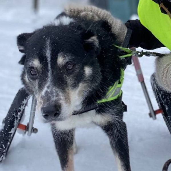 Hunden Manne har haft rullstol i fem år.