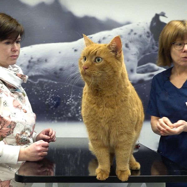 Den orange katten Mister får sitt ID-chip på smådjurskliniken i Nättraby.